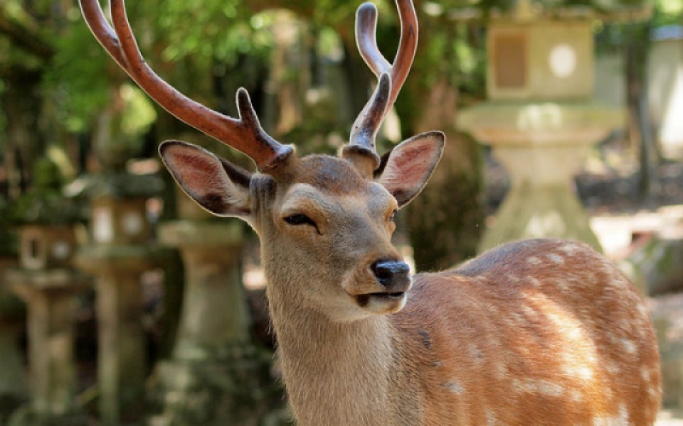 Nai linh thiêng ở Nara chết vì tắc ruột do ăn phải rác thải nhựa của du khách