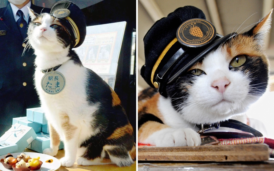 Những cô mèo cứu tuyến đường sắt ở Nhật Bản thoát khỏi cảnh đóng cửa