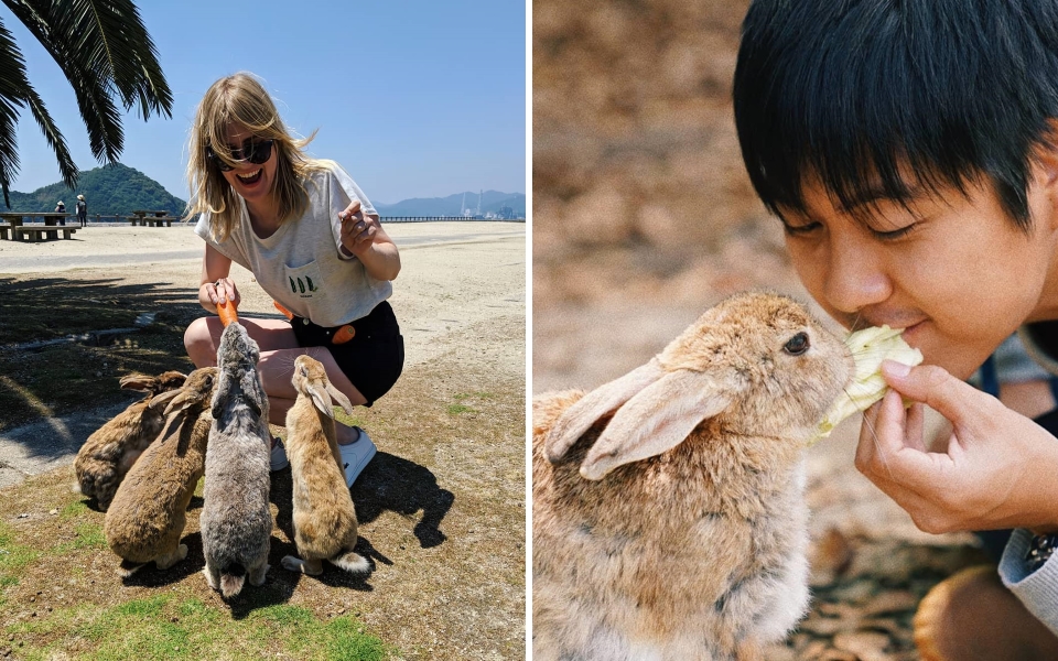 Không chỉ có đảo mèo, Nhật Bản còn có đảo thỏ khiến bạn đắm chìm trong sự dễ thương