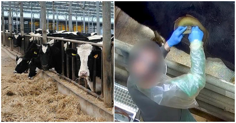 Đằng sau câu chuyện về những chiếc lỗ trên thân bò sữa tại các trang trại chăn nuôi