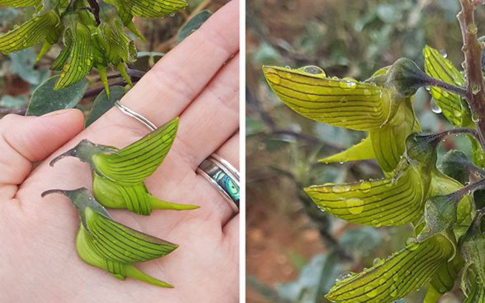 Thiên nhiên kỳ thú: Loài hoa có cánh trông giống hệt chim ruồi khiến cộng đồng Reddit bàn tán rôm rả