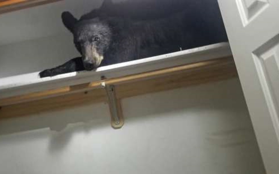 Chú gấu đen Bắc Mỹ lạc đường vào nhà dân, đã ngủ ngáy gặp người còn vươn vai tỉnh bơ