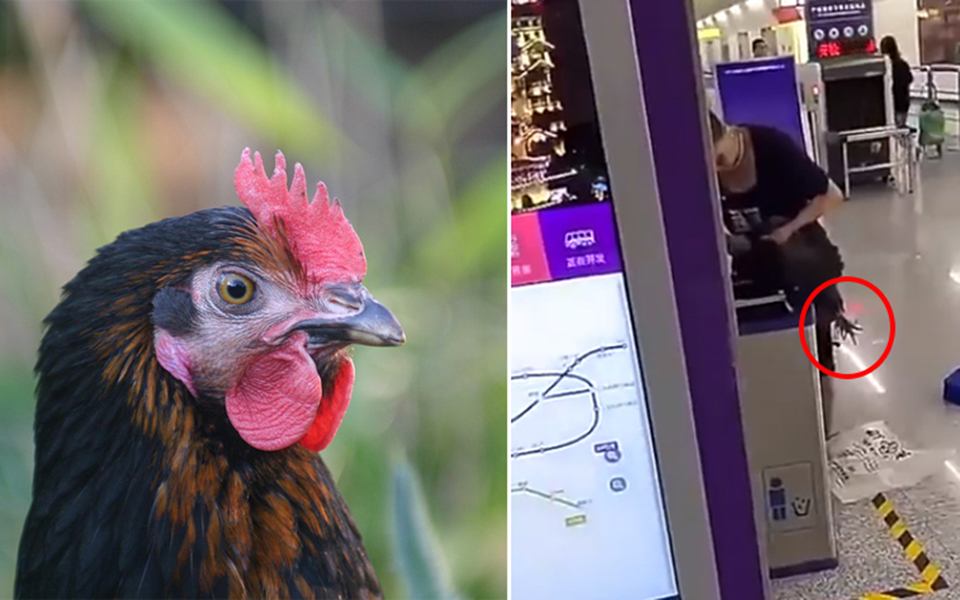 Bị cấm mang gà sống lên tàu điện ngầm, bà cô Trung Quốc 'thịt gà' ngay trước mặt nhân viên