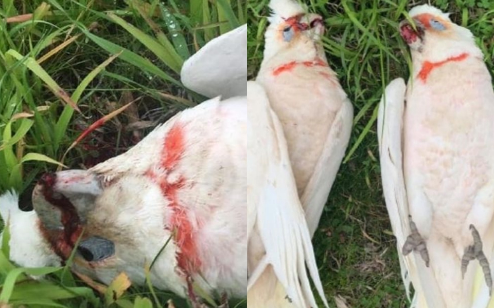 Bí ẩn hàng chục con vẹt mào trắng rơi xuống từ bầu trời với đôi mắt chảy máu ở miền nam nước Úc