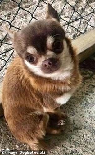 lost bird mong bien bat coc cho chihuahua 4