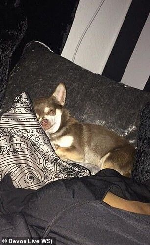 lost bird mong bien bat coc cho chihuahua 5