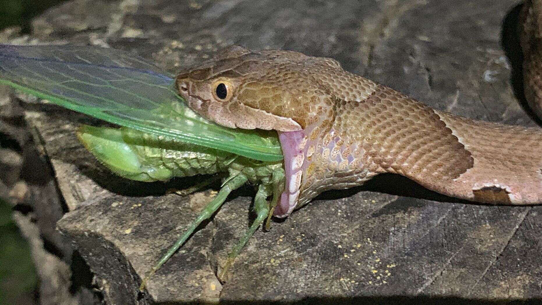 snake cicada 1