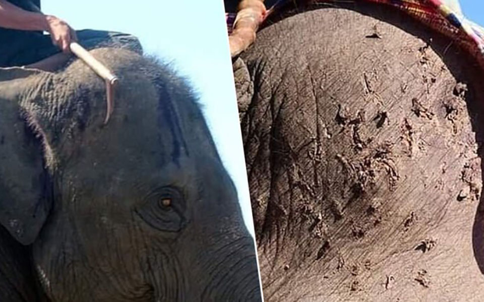 Nhà chức trách Thái Lan khuyến cáo khách du lịch ngừng cưỡi voi