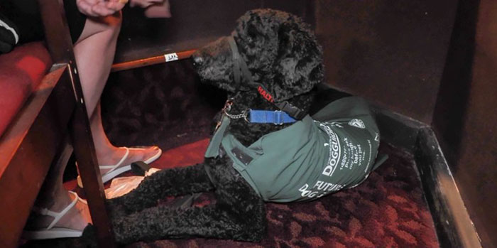 service dogs training musical billy elliot 9 5d5baf491abe3 700