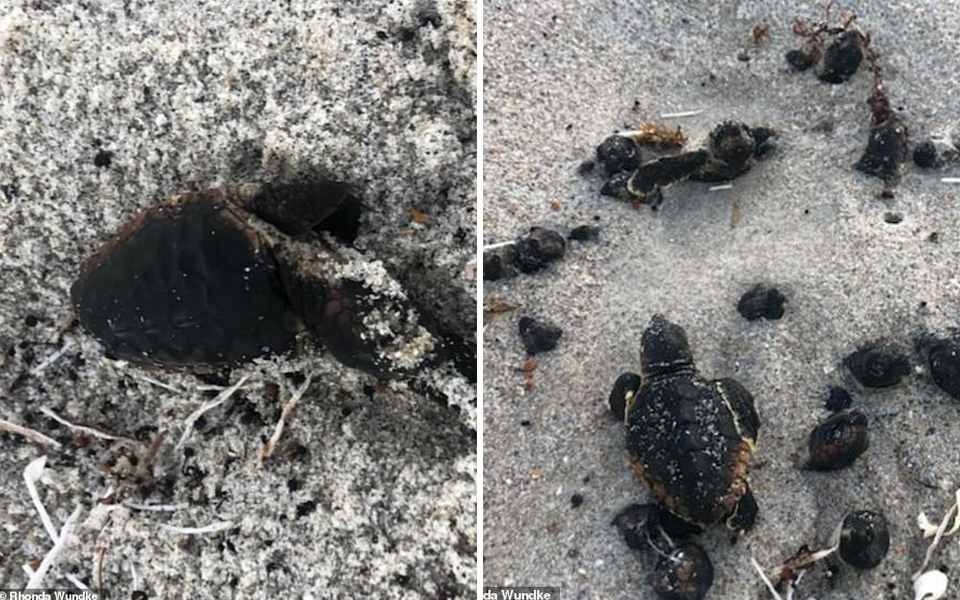 Rùa biển mới nở bị thiêu chết trên bãi biển ở Florida khiến người dân địa phương phẫn nộ