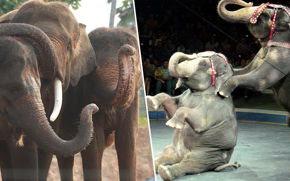 Chính phủ Đan Mạch mua lại rạp xiếc voi cuối cùng trong nước để xoá sổ xiếc voi