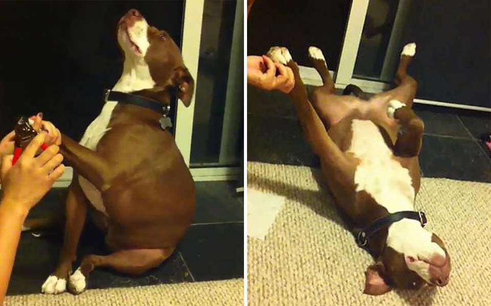Chú chó Pitbull giả vờ ngất xỉu mỗi khi được chủ cắt móng chân