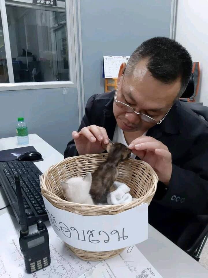 lost bird sep cuong meo 2