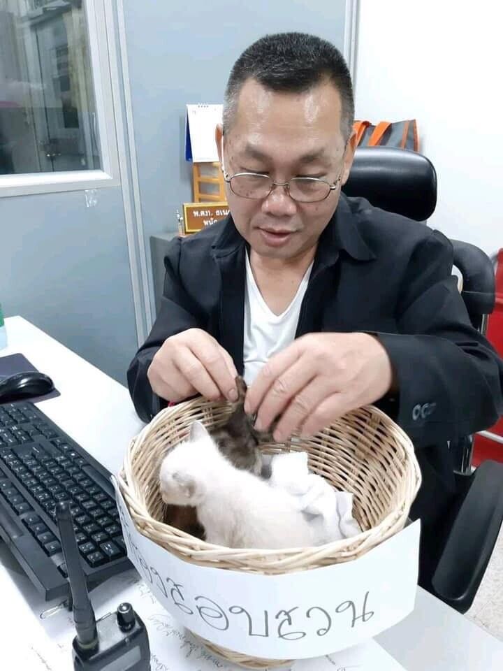 lost bird sep cuong meo 3