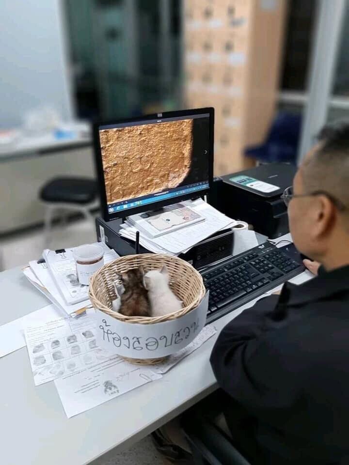 lost bird sep cuong meo 5