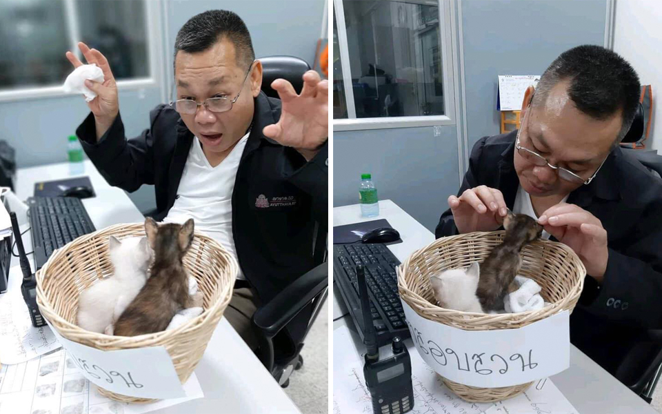 Sếp cưng mèo đến mức mang vào văn phòng chăm sóc khiến nhân viên cười thầm vì quá đáng yêu