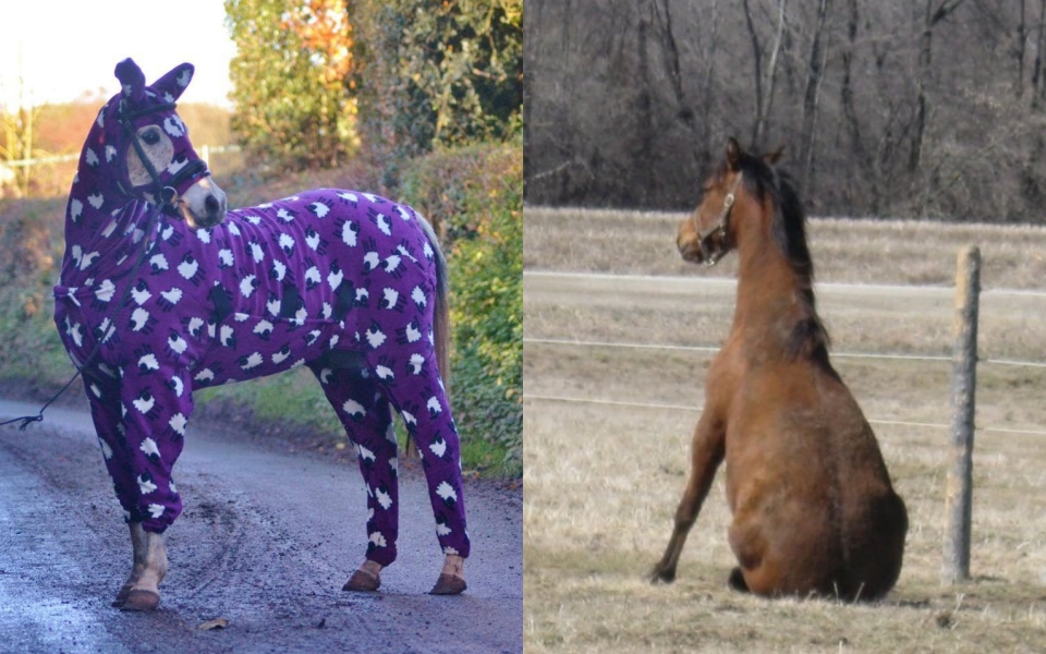 Bằng chứng cho thấy ngựa là một loài động vật hài hước