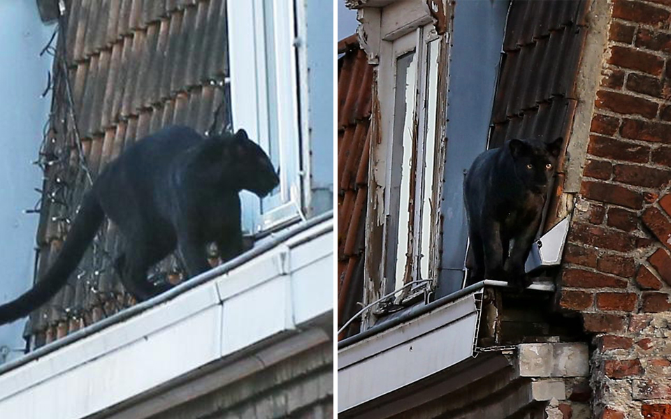 Báo đen hồn nhiên đi dạo trên nóc nhà xung quanh thị trấn nước Pháp