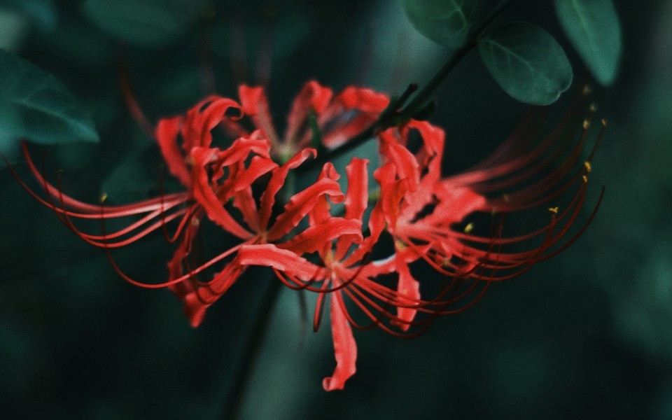 Bỉ Ngạn hoa – Truyền thuyết về bông hoa mang vẻ đẹp của cái chết