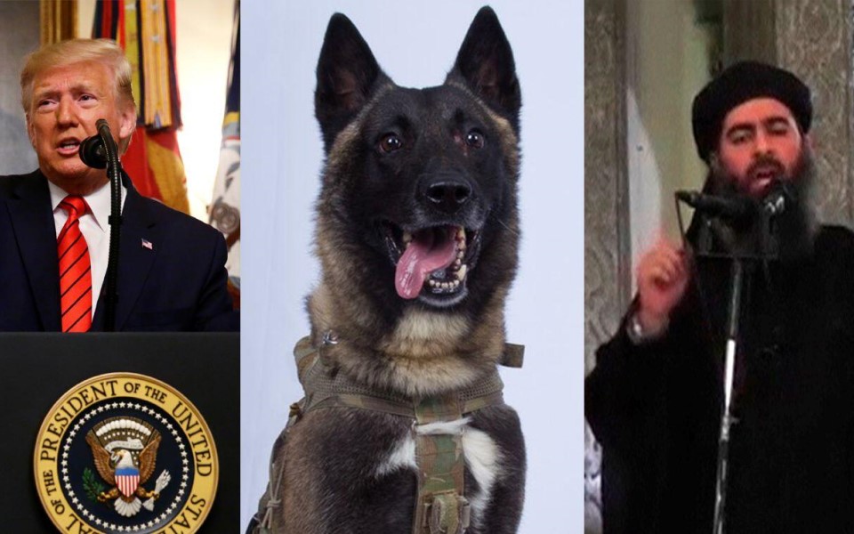 Chó nghiệp vụ K-9 tiêu diệt trùm khủng bố IS được tổng thống Trump ca ngợi