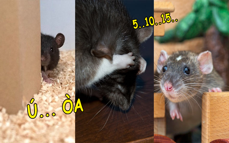 Các nhà khoa học dạy chuột chơi trốn tìm, phát hiện tụi nó thực ra rất khoái trò này