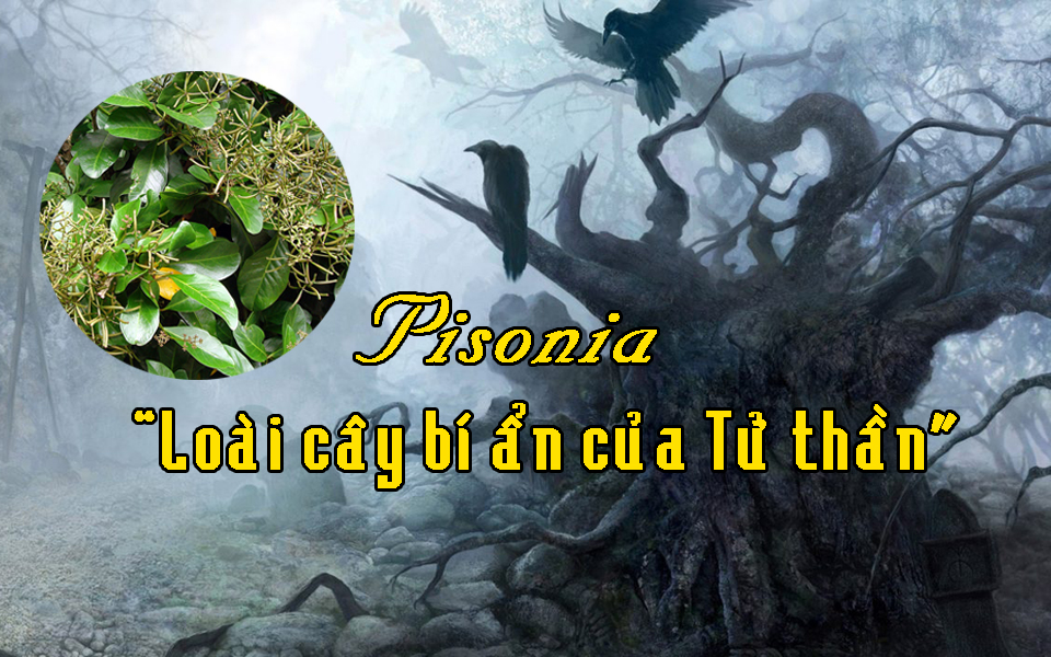 Pisonia – Cây Tử thần gieo rắc nỗi kinh hoàng cho loài chim