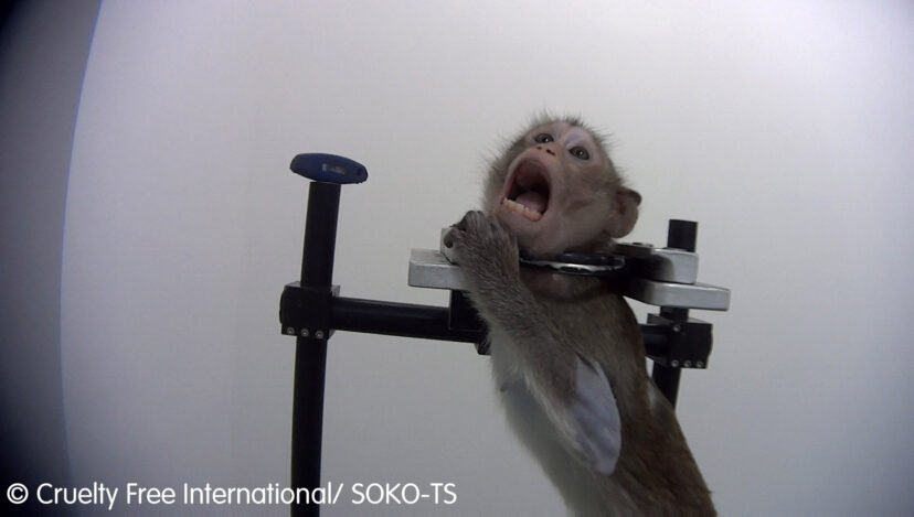 Chú khỉ la hét đau đớn khi bị bắt làm vật thí nghiệm