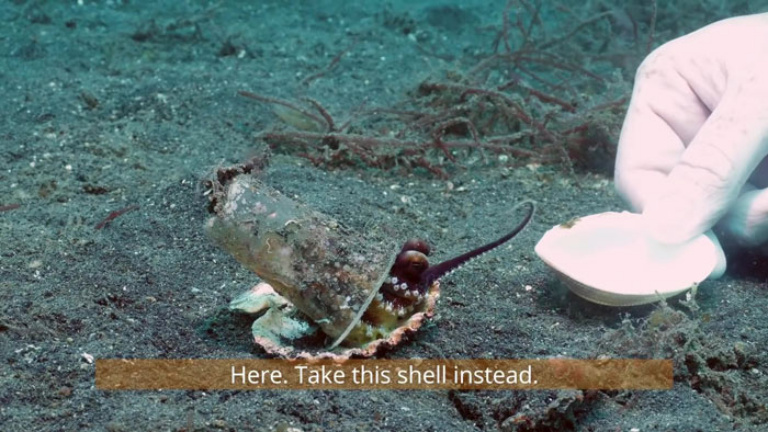 Nhóm thợ lặn thuyết phục chú bạch tuộc con dùng vỏ sò làm nhà thay vì cốc nhựa