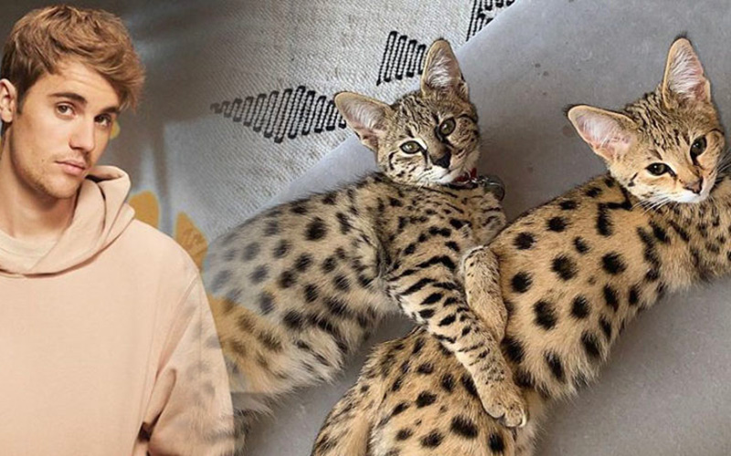 Justin Bieber bị PETA 'sờ gáy' vì nhận nuôi giống mèo hoang dã