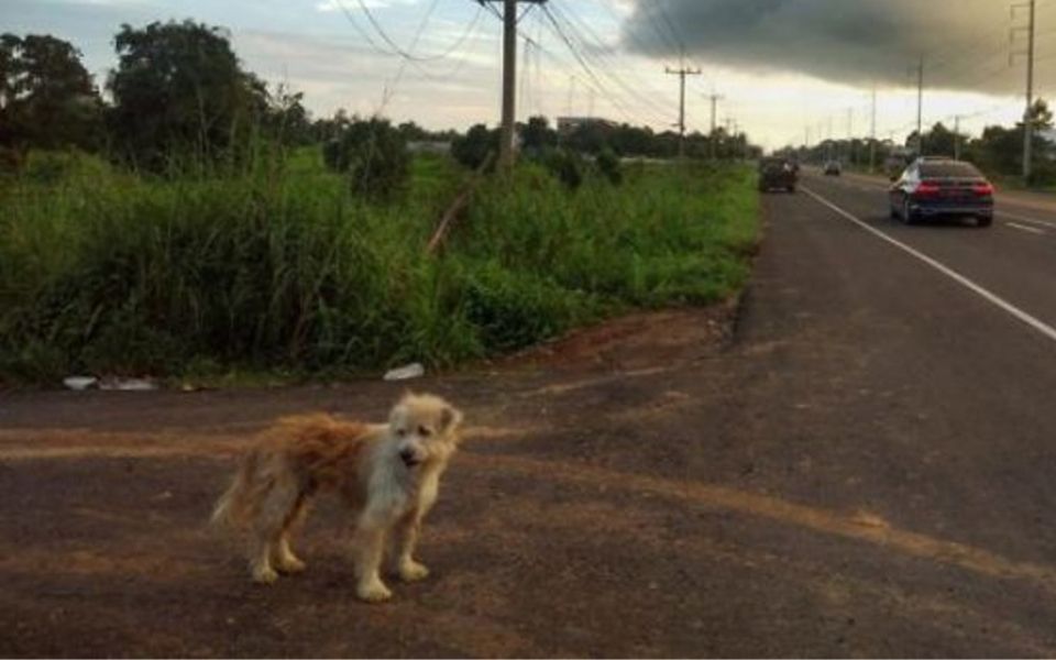 Chú chó 'Hachiko' Thái Lan sống bên trạm xăng 4 năm chờ đợi chủ cũ trở về