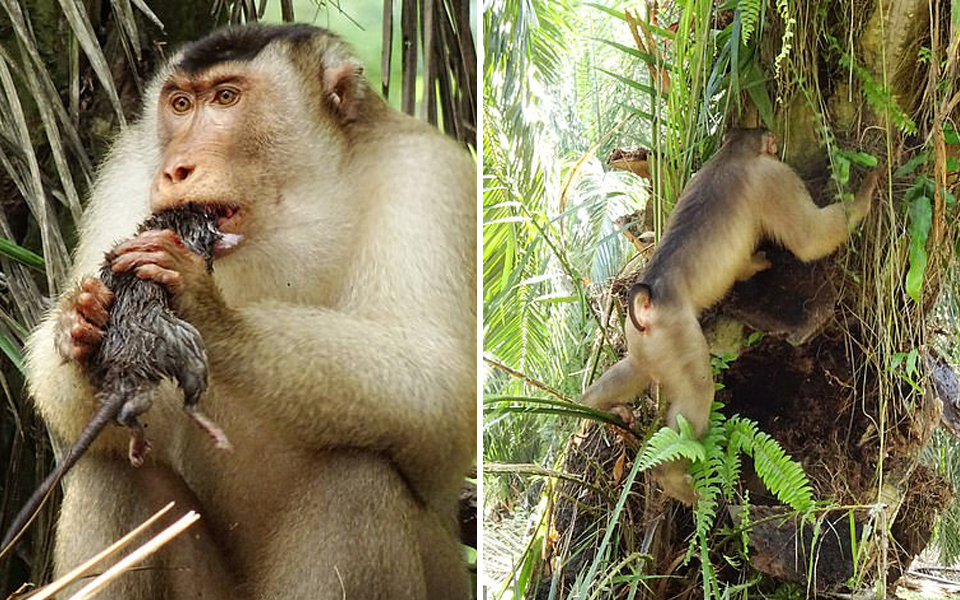 Các nhà khoa học lo ngại khi khỉ ở Malaysia bắt đầu ăn thịt chuột