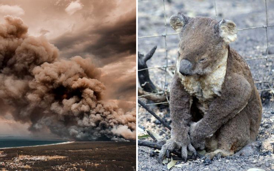 Chậm chạp lại yếu đuối, hơn 350 chú koala đã bỏ mạng trong trận cháy rừng lớn tại nước Úc
