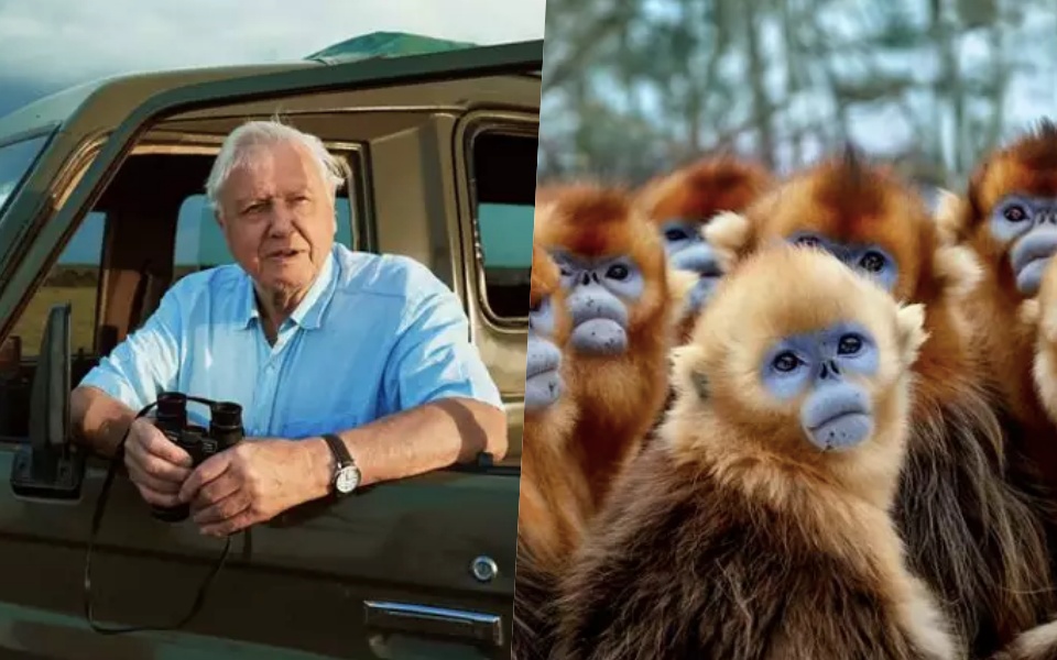 Ngài David Attenborough mất 50 năm chỉ để quay loài Voọc cho loạt phim tài liệu mới của BBC