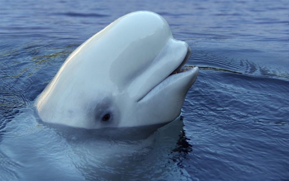 Các chuyên gia lo lắng khi cá voi 'gián điệp' gần gũi với con người