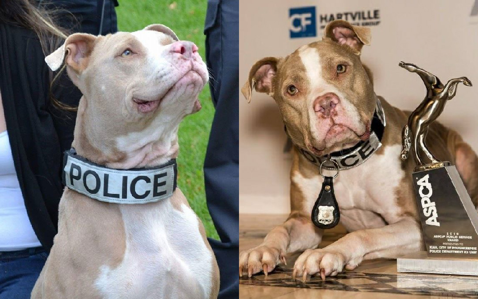 Cô chó vượt lên định kiến, trở thành chó cảnh sát Pit Bull đầu tiên ở New York