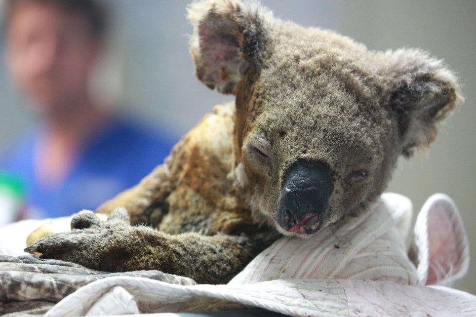 Vụ cháy rừng ở Úc đã phá hủy tới 80% môi trường sống tự nhiên của gấu Koala