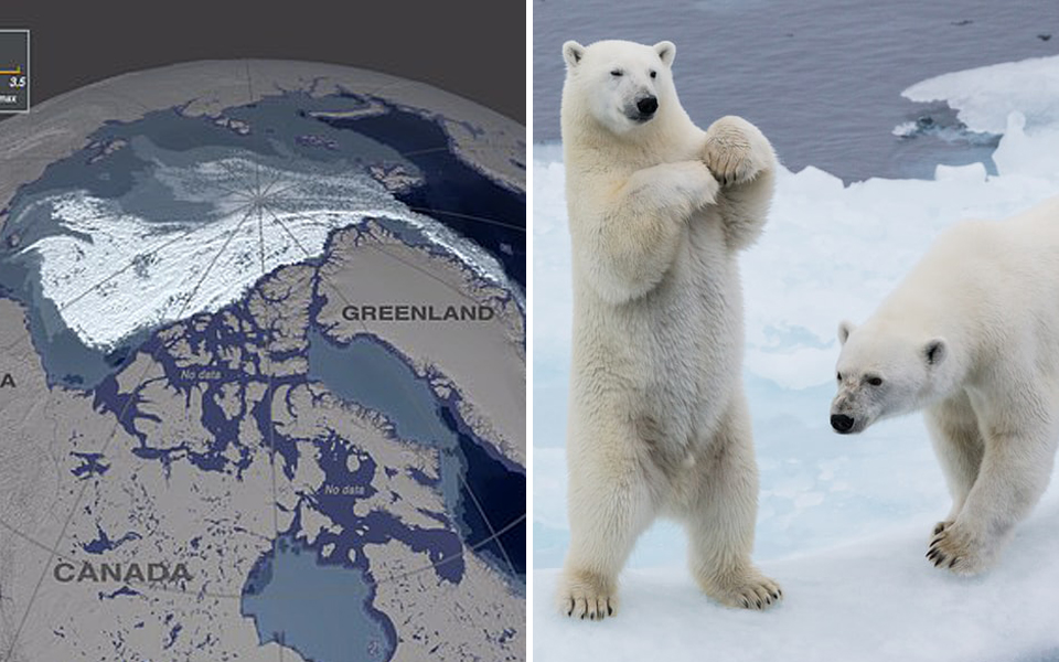 Băng biển lâu đời và dày nhất Bắc Băng Dương đã tan 95%, đe doạ mạng sống của tất cả gấu Bắc Cực
