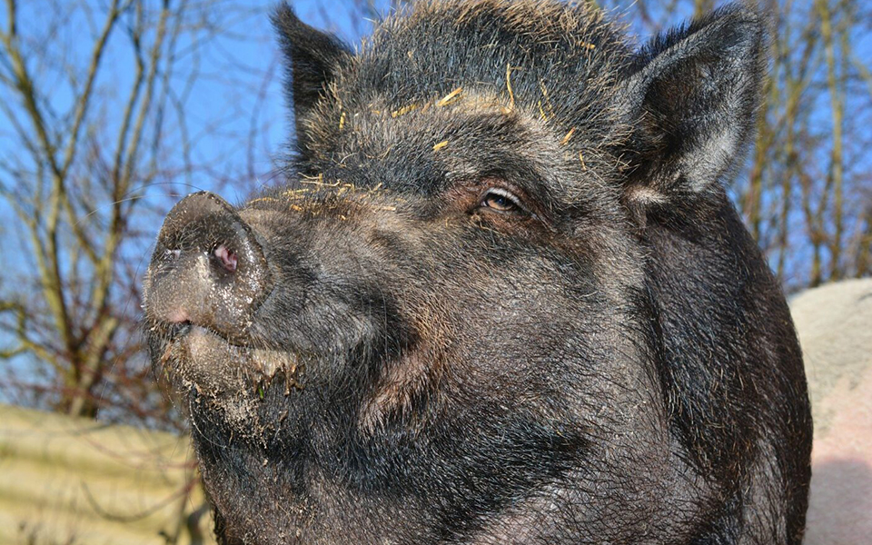 Lợn hoang chôm được 'mai thuý' trị giá hơn 500 triệu VNĐ khiến cảnh sát cũng giật mình