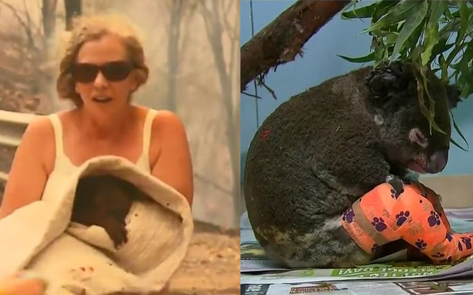 Chú koala được cứu trong vụ cháy rừng ở Australia đã qua đời vì vết thương quá nặng