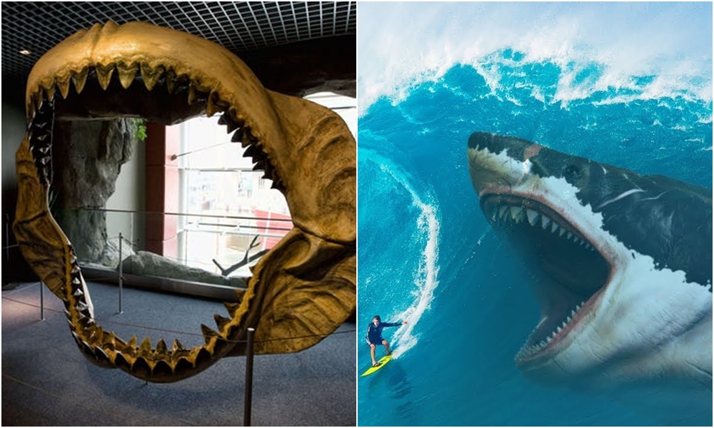 Bộ đồ chơi mô hình sinh vật cua biển cá mập megalodon voi xanh