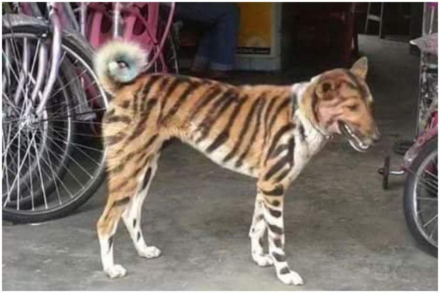 Hãy xem hình ảnh chú chó bị vẽ thành hổ đầy ngộ nghĩnh này. Bạn sẽ không thể tin được cách nghệ sĩ đã biến chú chó trông giống như một con hổ thật sự. Đó là một tác phẩm nghệ thuật tuyệt vời.