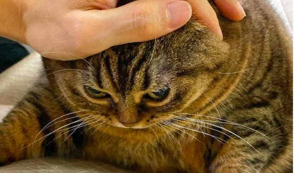 Chú mèo béo Nhật Bản nhờ bản mặt khó ở  mà nổi tiếng rần rần trên MXH