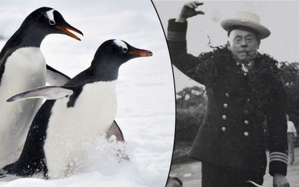 Hé lộ đời sống trụy lạc của loài chim cánh cụt qua tài liệu khoa học 100 năm tuổi