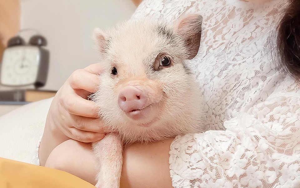 Nhật Bản mở cửa tiệm cà phê dành cho những người thích lợn mini