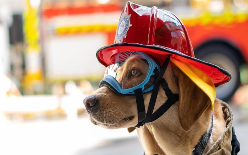 Boss chó lại thêm công việc mới cực ngầu: An ủi lính cứu hỏa