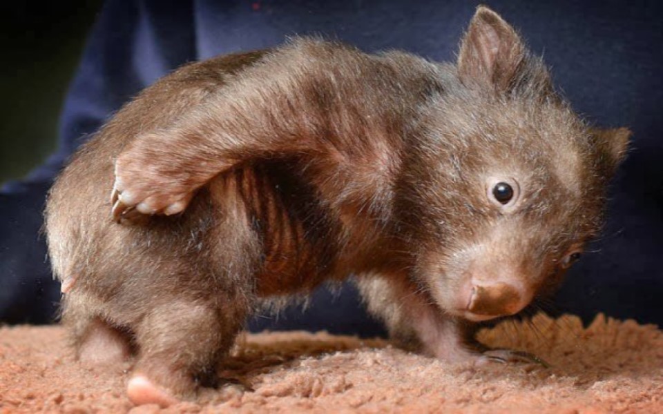Thực hư chuyện gấu túi Wombat cho loài thú khác ở nhờ hang mình trong vụ cháy rừng ở Úc