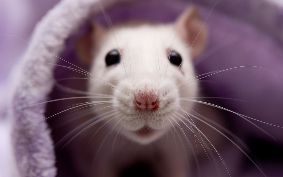 Năm Canh Tý bàn chuyện con chuột (Kỳ 2): Chuột gây hại nhưng nhân loại cũng nợ chúng rất nhiều
