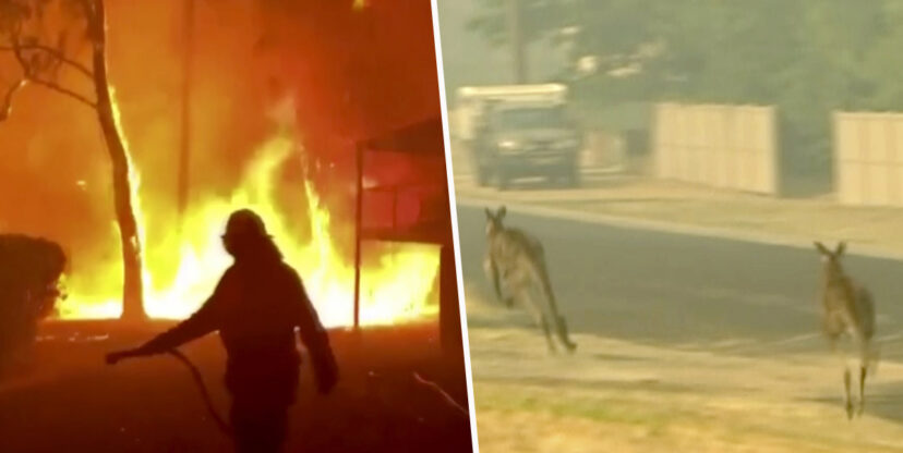 Vụ cháy rừng ở Úc đã giết chết hơn nửa tỷ động vật bản địa