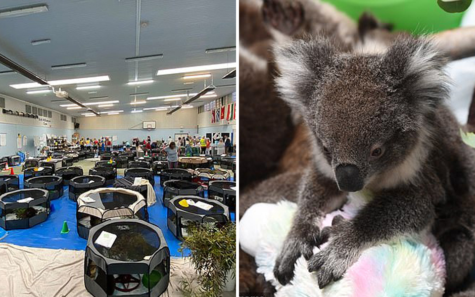 Những hình ảnh bên trong trạm cứu hộ gấu túi từ đám cháy rừng Úc