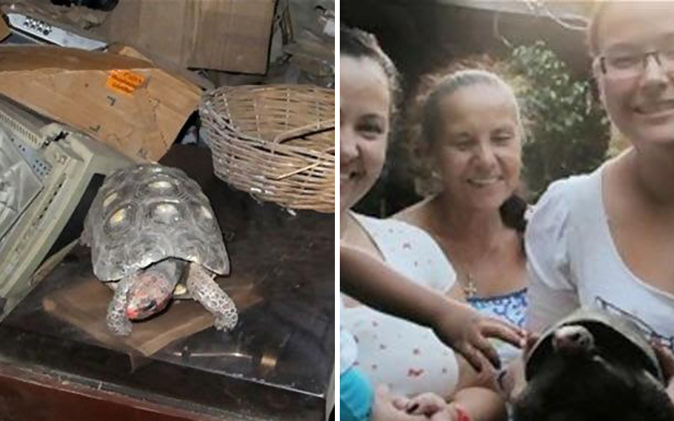 Rùa cưng mất tích, 30 năm sau gia đình lại bất ngờ tìm được cụ trong lúc dọn nhà